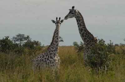 OMG  Too Cute!  Petite Lap Giraffes