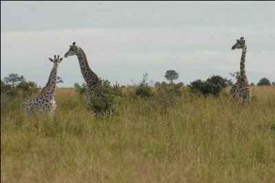 OMG  Too Cute!  Petite Lap Giraffes