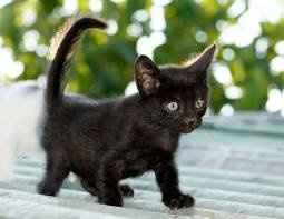 Name my Kitten!!!