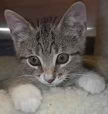MEET COUPER!!! PIC!