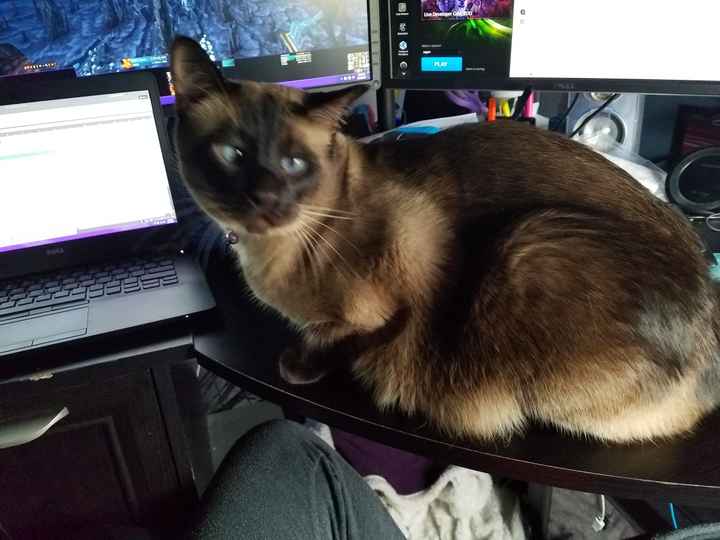 Pets "helping" you make things