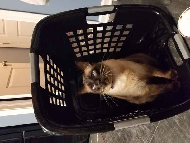 Pets "helping" you make things