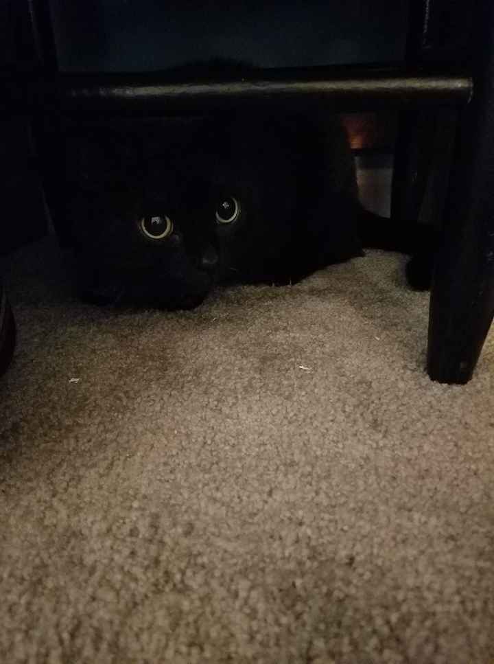 Pets "helping" you make things