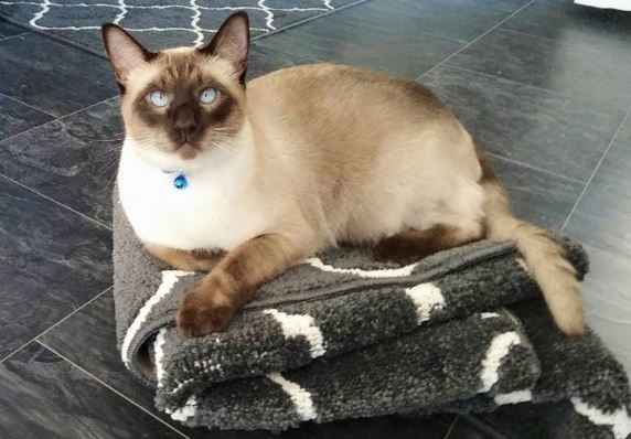 NWR: Our fur baby is going to the big dog park in the sky :(