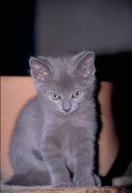Name my Kitten!!!