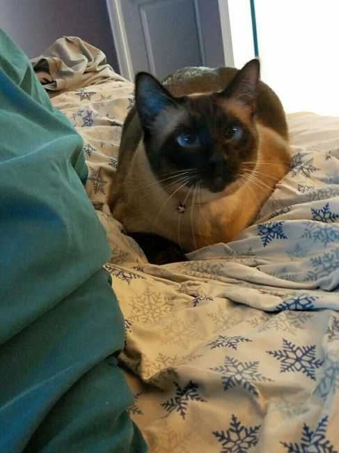 Furbaby pick me up