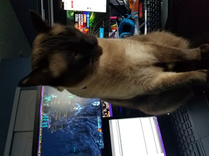 Pets "helping" you make things