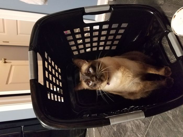 Pets "helping" you make things