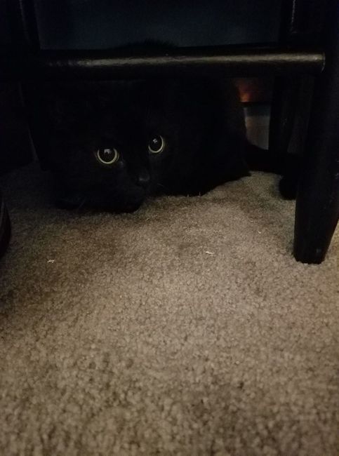 Pets "helping" you make things