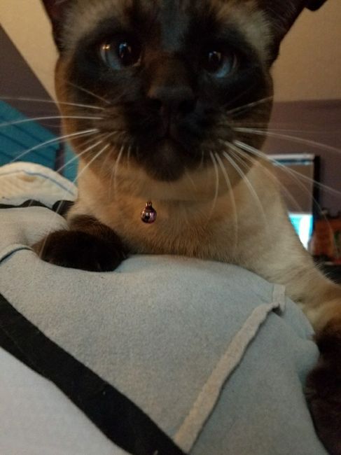 Furbabies?(non wedding post)