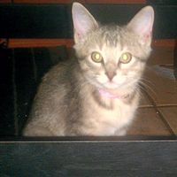 SINCE WE ARE STUCK WITH SPAM...HOW ABOUT CATS