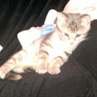 SINCE WE ARE STUCK WITH SPAM...HOW ABOUT CATS