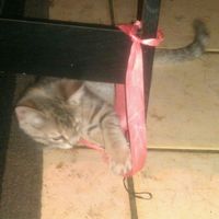 SINCE WE ARE STUCK WITH SPAM...HOW ABOUT CATS