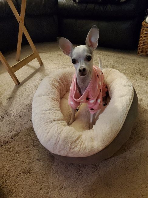 Show me your pup! 4
