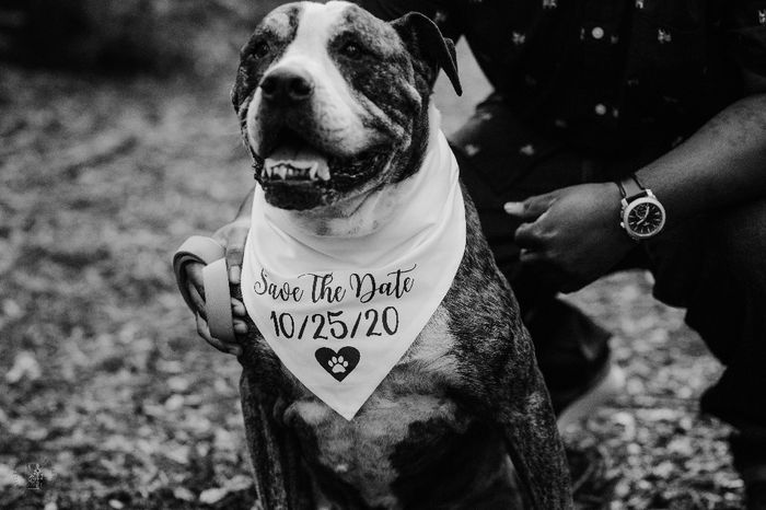 Dogs in engagement photos 19