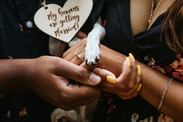 Dogs in engagement photos 21