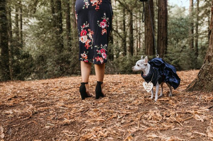 Dogs in engagement photos 23