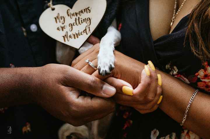 Dogs in engagement photos - 4