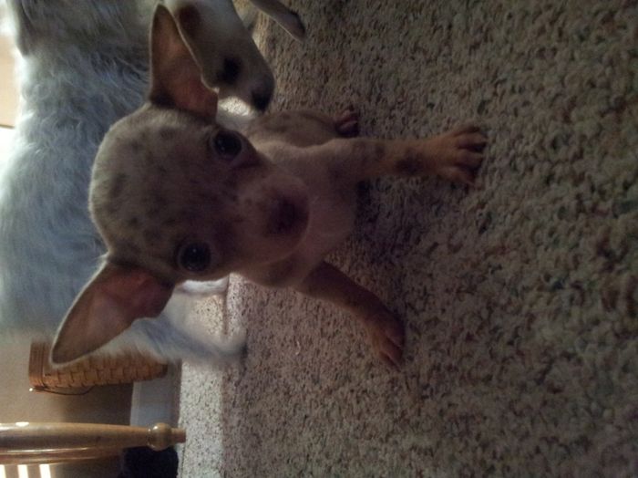 Lets see those puppies that we share with our FHs!