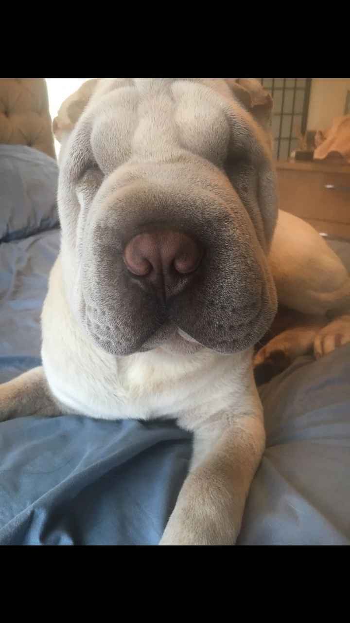 Show me your fur babies!