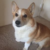 What to do with our dog for the wedding?