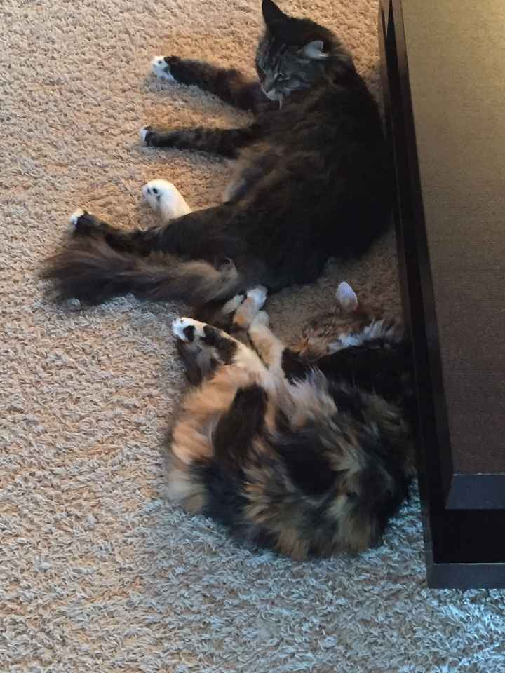 Show off your fur babies!