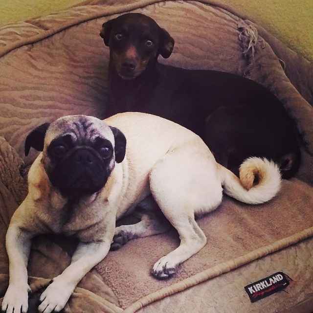 NWR- pets! We love them show me yours :)