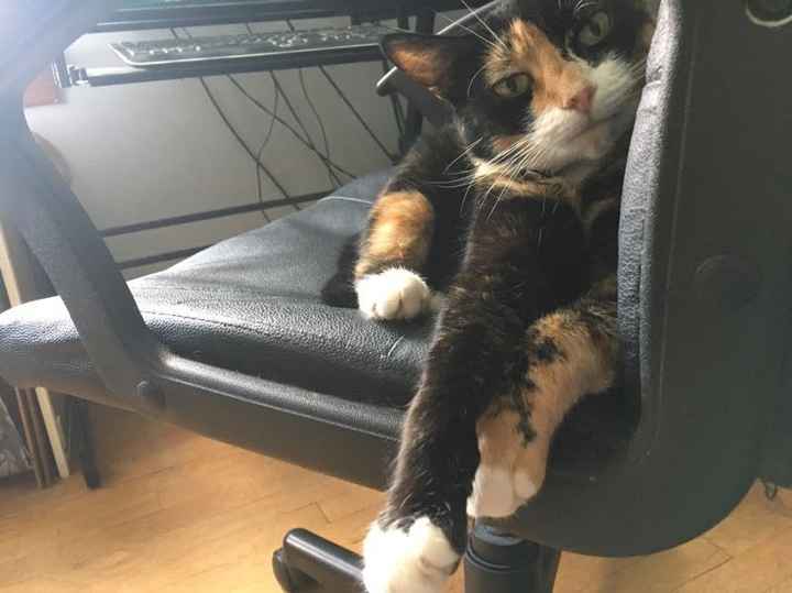 NWR - Pet pictures