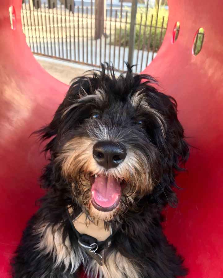 Let’s See Your Fur Babies! - 1