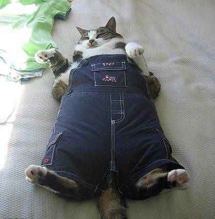 After holiday dinner photo....