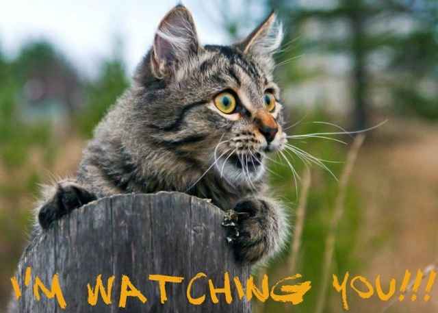 TGIF! Friday Cat Pics Included
