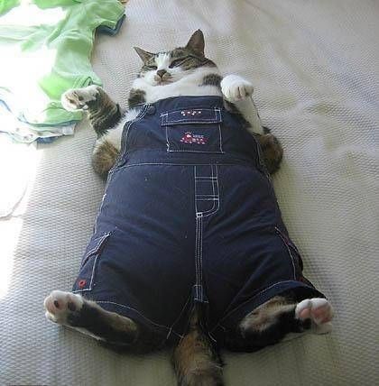 After holiday dinner photo....