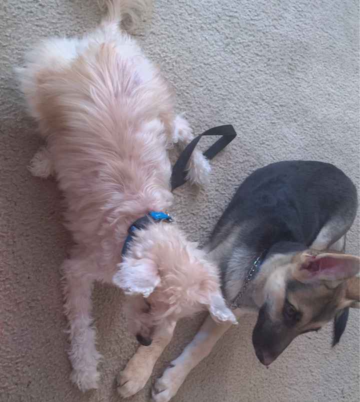 Show me your fur babies you and your SO have together! - 1