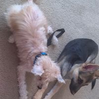 Show me your fur babies you and your SO have together! - 1
