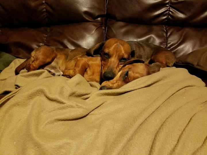 NWR: National Dog Day!