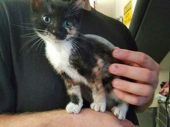 NWR: New kitty!