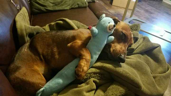 Thoughts on dogs in the wedding?