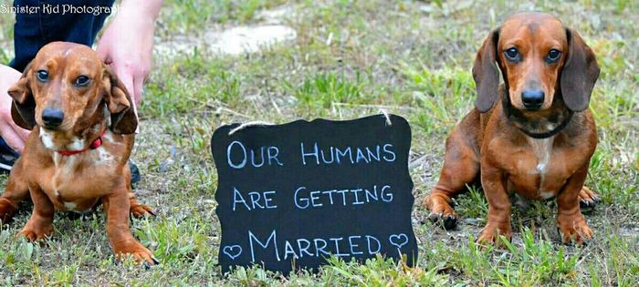 Engagement pictures with doggies