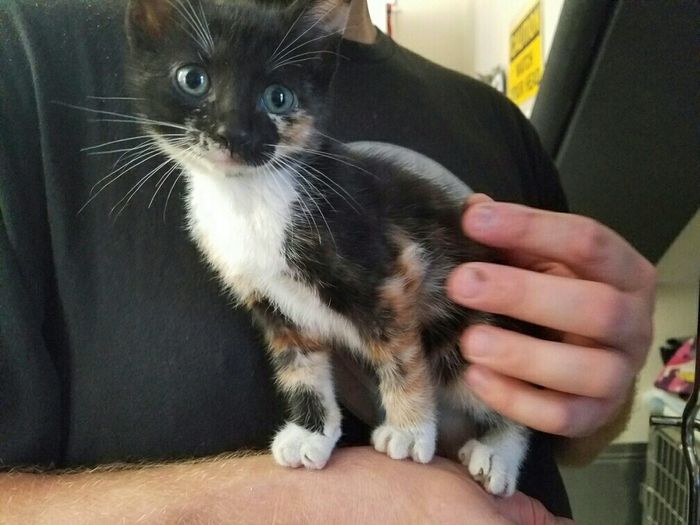 NWR: New kitty!
