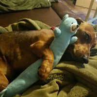 Thoughts on dogs in the wedding?