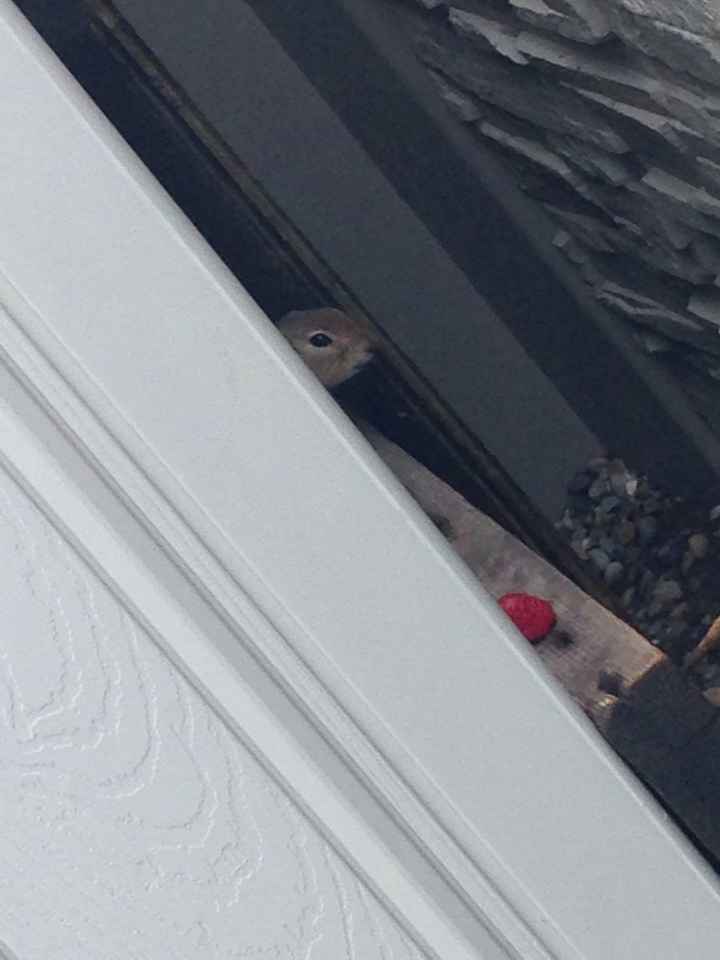 NWR - Advice on how to get rid of a gopher