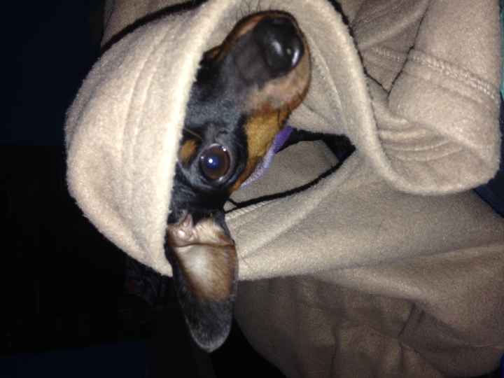 NWR: Lets talk pets.