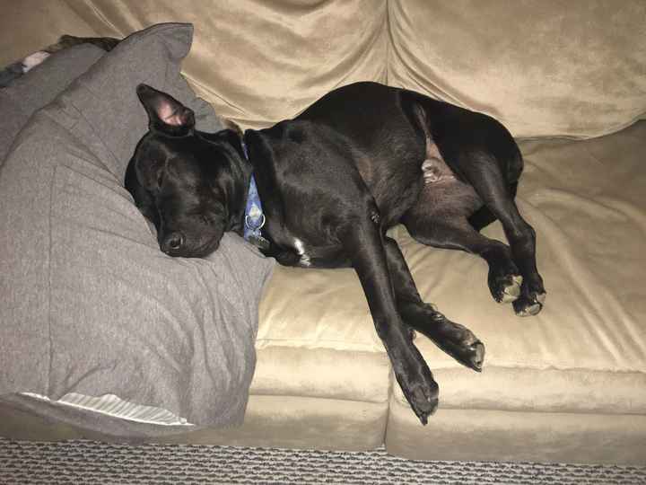 NWR - Send me pictures of your pets/memes