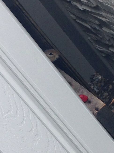 NWR - Advice on how to get rid of a gopher
