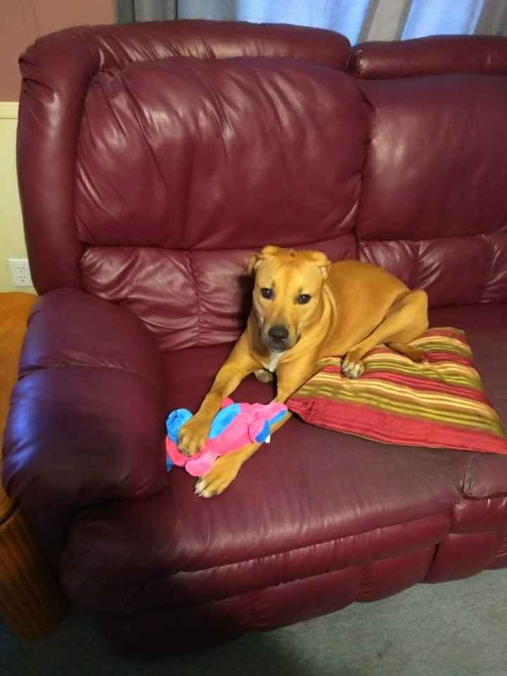 NWR: got a dog!