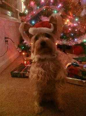 SHARE PICS OF YOUR FUR BABIES CHRISTMAS AND THEIR GIFTS!!!