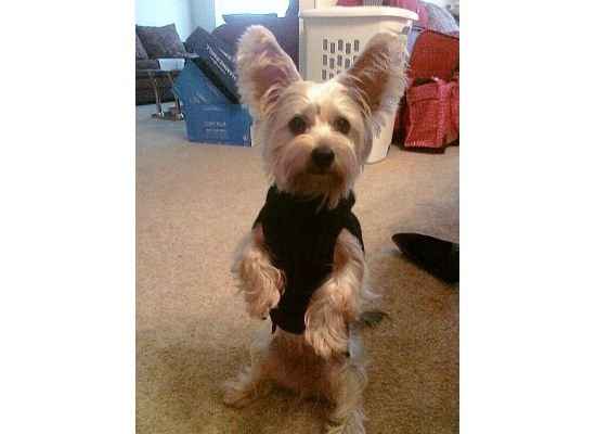 Its Friday - time for Furbabies...