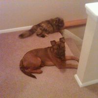 Show me your non-human bridal party members!!