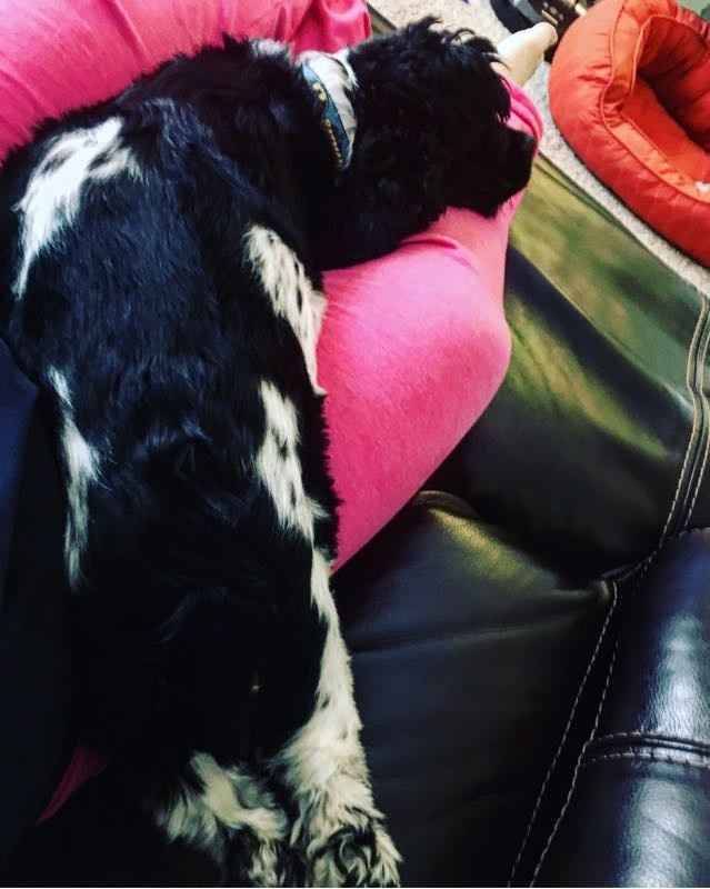 Fur Babies (Give the Best Hugs)
