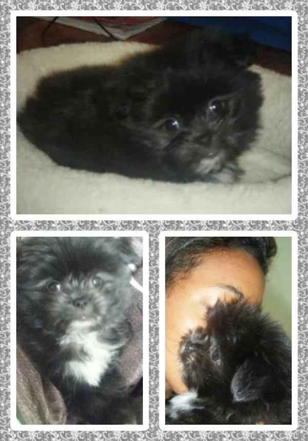 your fur babies baby pics- share'em if you got'em